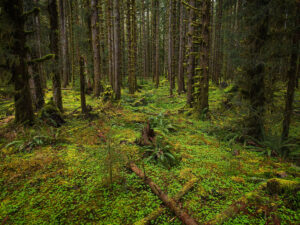 Black forest in Olympic National Park