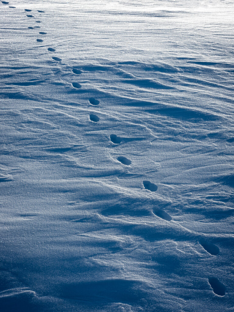 animal tracks in the snow in Grand Teton national park