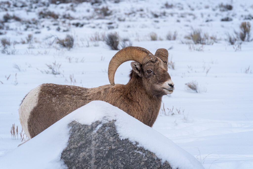 A bighorn sheep hides behind a rock during winter in Grand Teton National Park