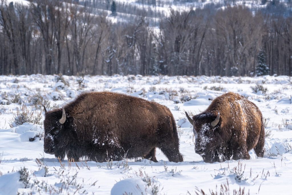 two bison walking in the snow in Grand Teton national park