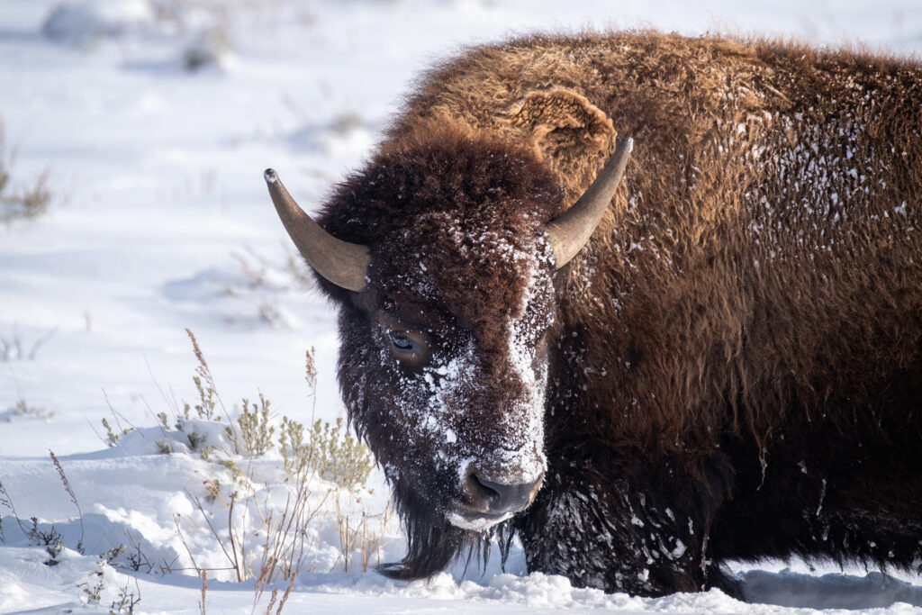 A close up shot of a bison head in the snow