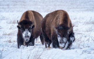 Two bison walking side by side through the snow in Grand Teton National Park