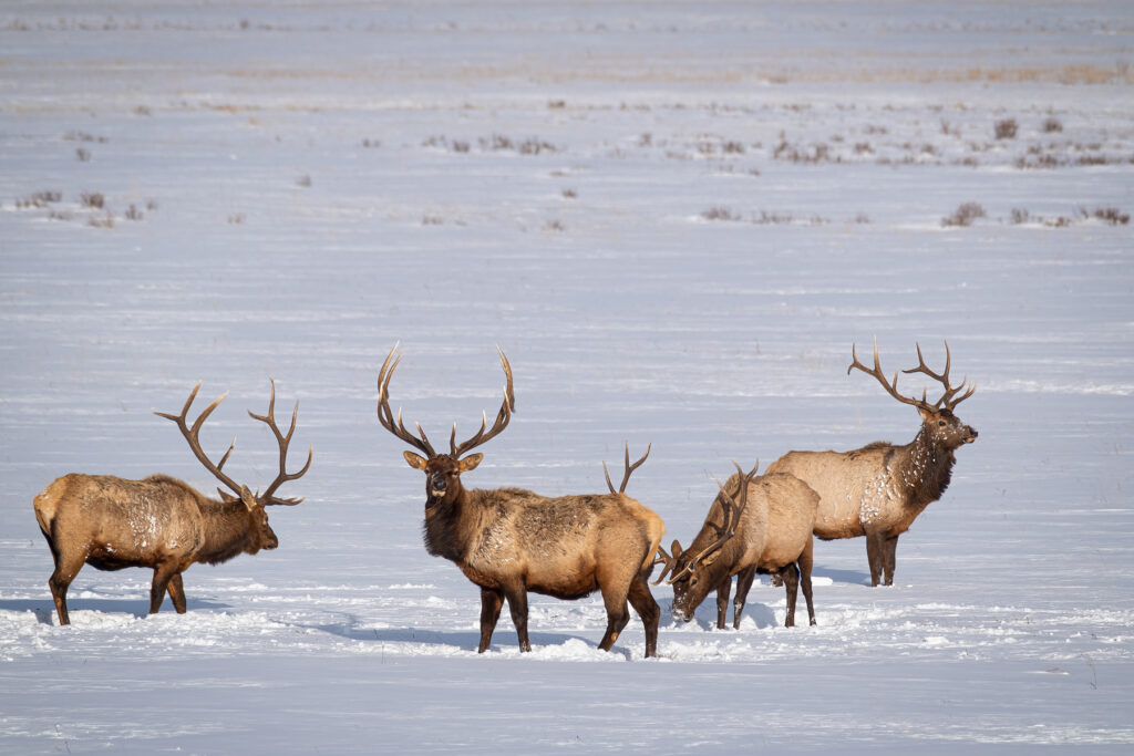 a group of elk standing in the snow during winter near Jackson Wy