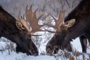 two moose in the snow in Grand Teton national park