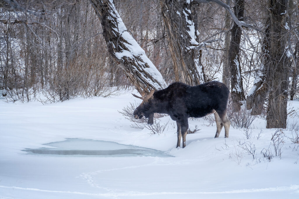 A moose standing by an icy pond during winter in Grand Teton National Park.