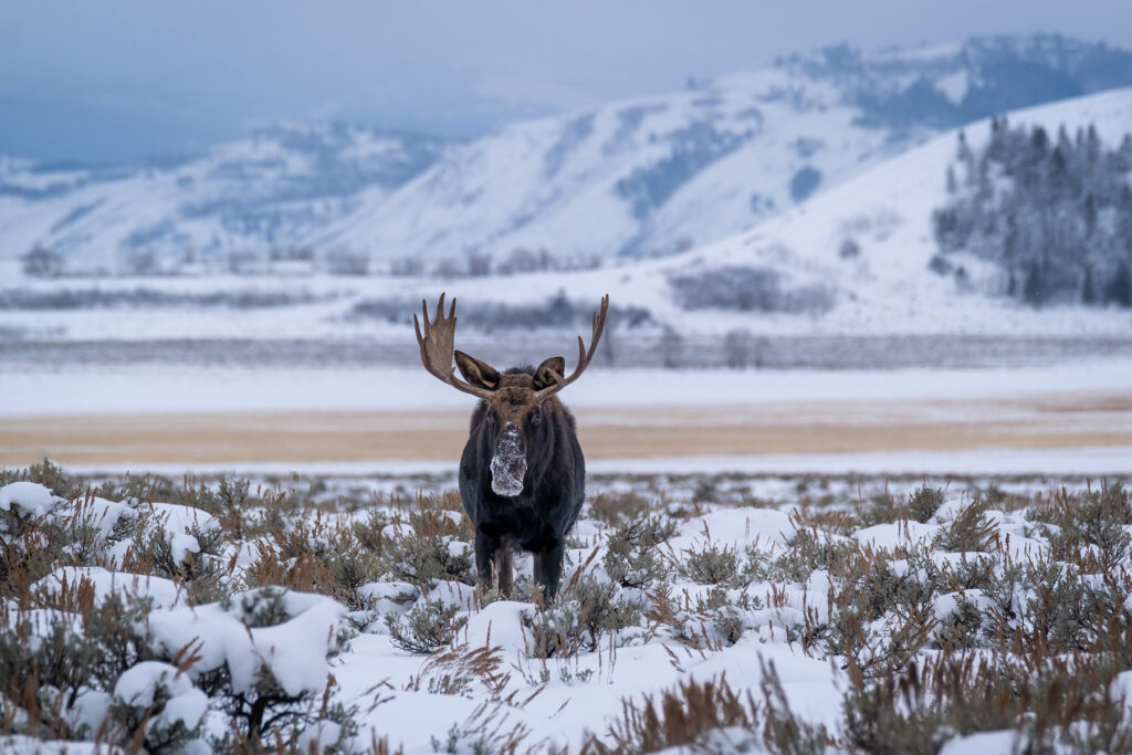 A moose standing on a flat grassland during winter in Grand Teton National Park