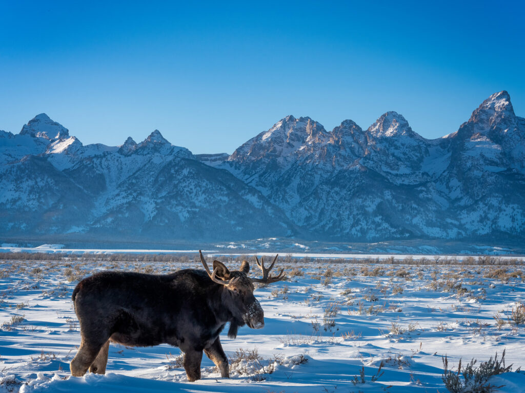 A moose walking through the snow during winter in Grand Teton National Park