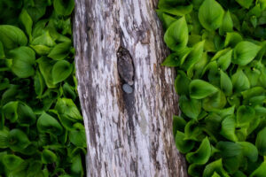 driftwood and green foliage along the beach in Olympic National Park