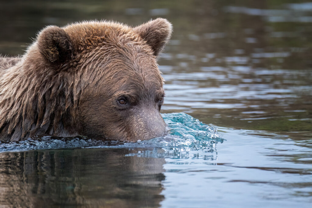 A close-up photograph of a grizzly bear in Katmai NP Alaska