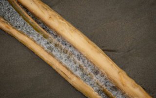 Bulb kelp with sea foam bubbles on the beach in Oregon