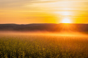 Fields of canola during sunrise in the Palouse