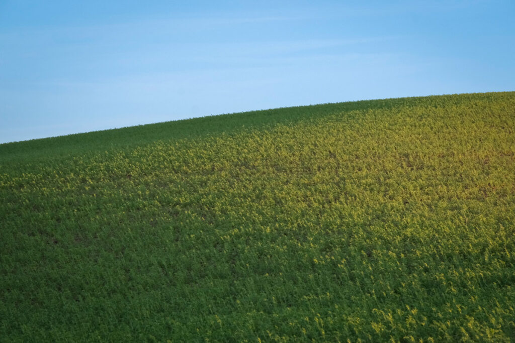 Green wheat field in Palouse washington
