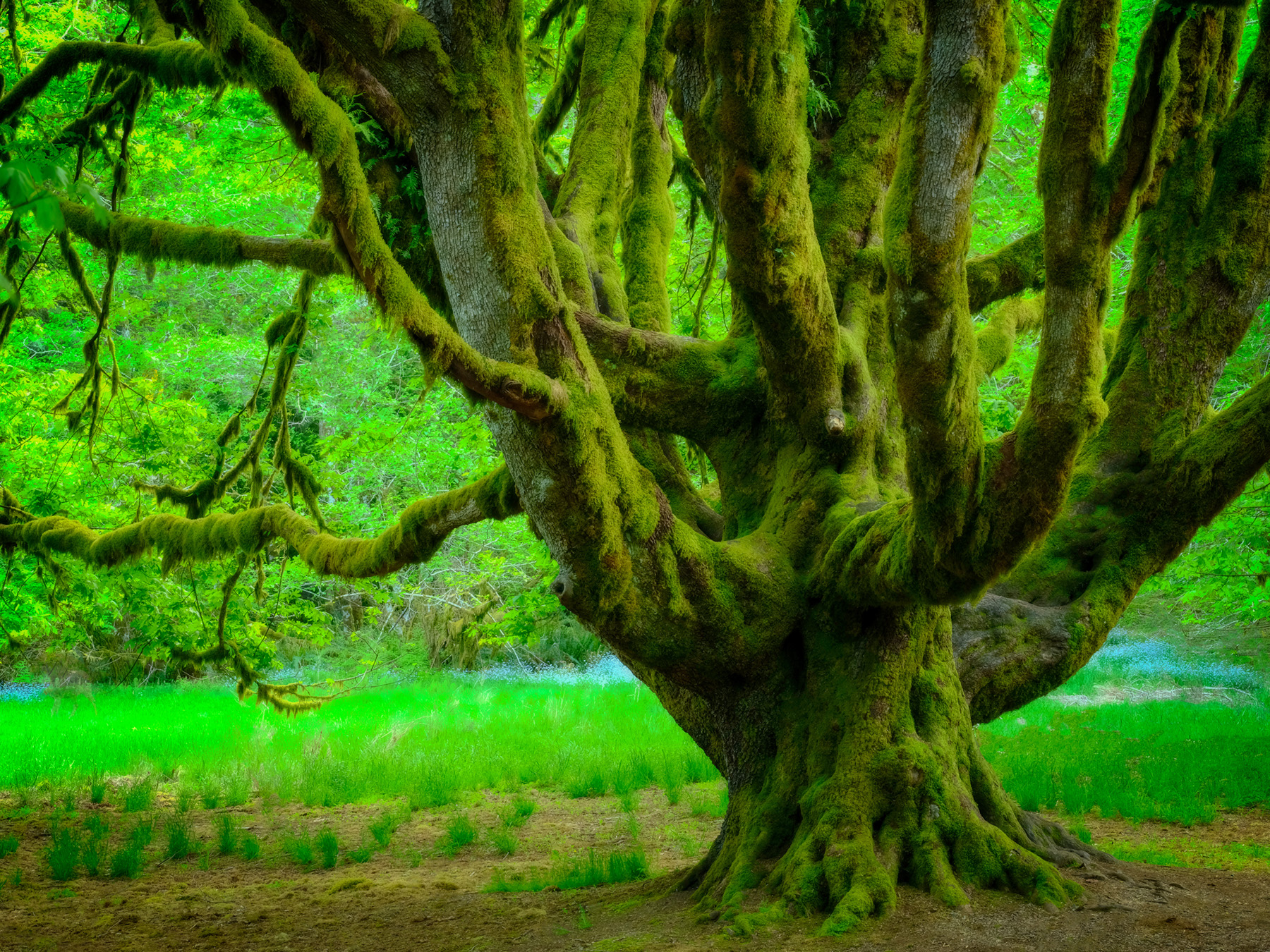 A maple tree in Olympic National Park