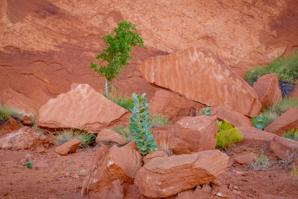 Plants and rocks near Suns Eye in Monument Valley