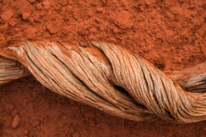 A branch of a juniper tree against the red dirt