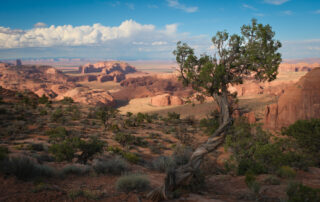 A desert tree over Monument Valley