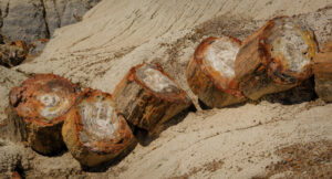 A petrified tree on the ground in the Petrified Desert National Park