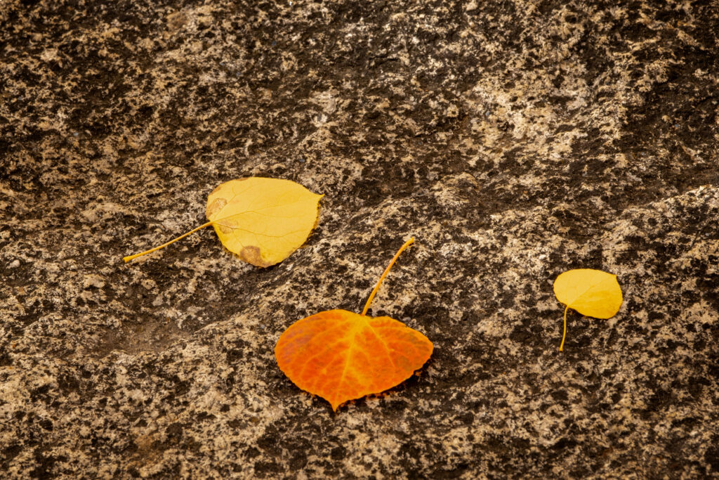 3 leaves on a granite boulder in California