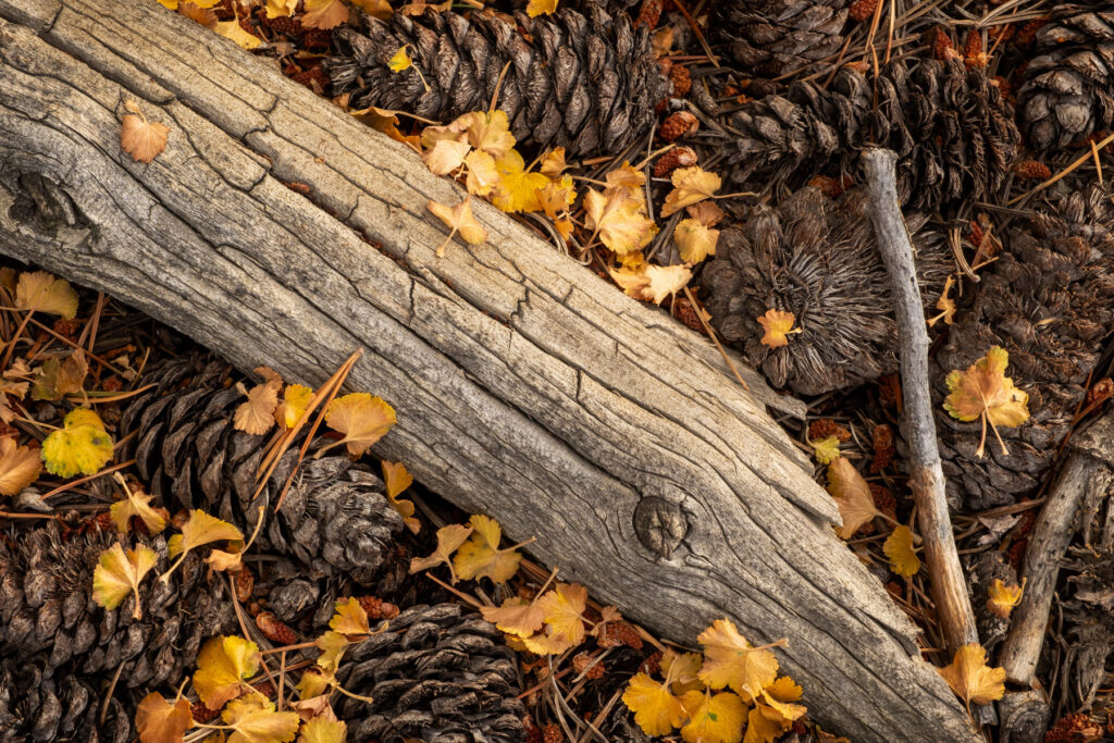 pinecones and yellow leaves in California