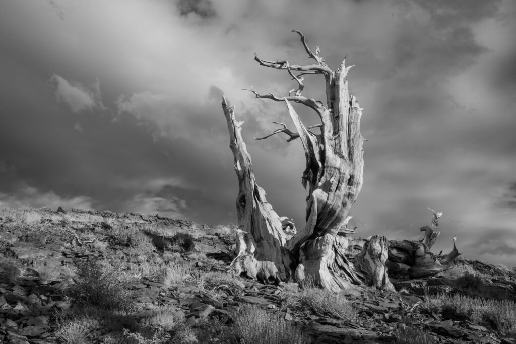 Ancient bristlecone tree in the white mountains of California