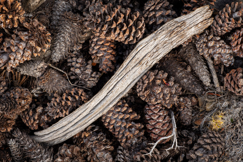 pinecones under a tree in the white mountains of California