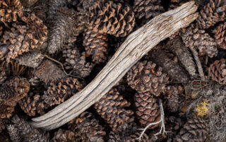 pinecones under a tree in the white mountains of California