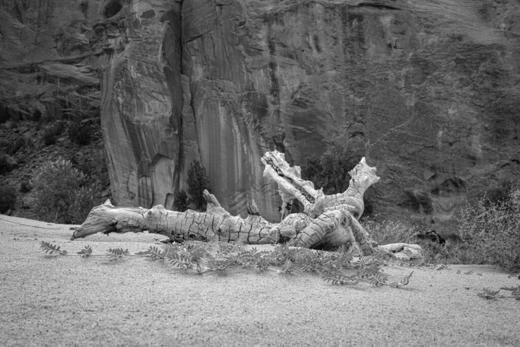 An old stick lies on the sandy floor of Canyon de Chelley