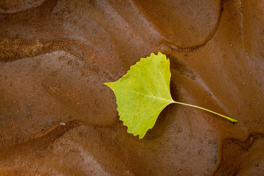 A leaf in the mud in Canyon de Chelley