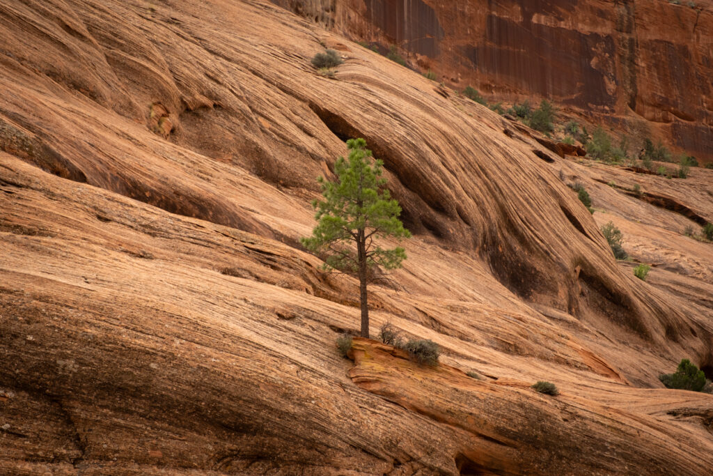 A lone pine tree grows out of the rock in Canyon de Chelley