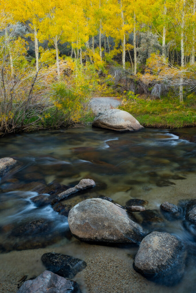 Yellow leaves alongside a creek in the Sierra mountains of California