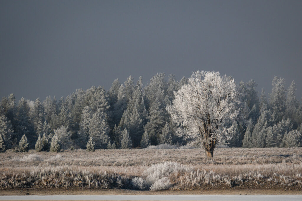 Trees covered in ice at Oxbow Bend in Grand Teton National Park