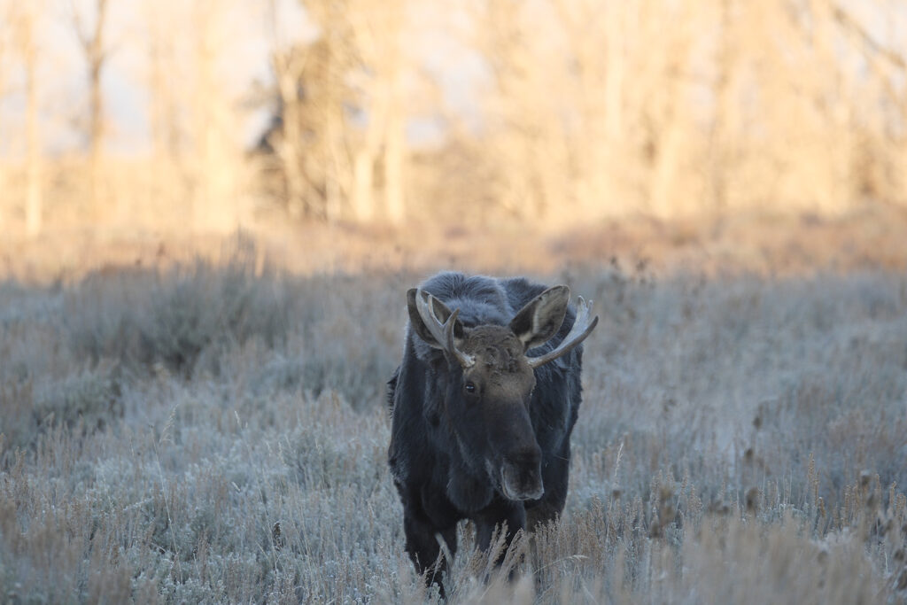 A young bull moose lifts its head from feeding on sage during the early morning in Grand Teton National Park