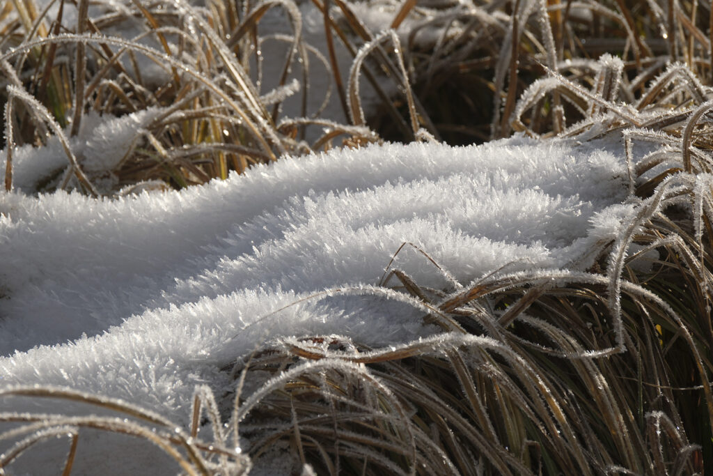 Ice crystals on top of the grass in Grand Teton National Park