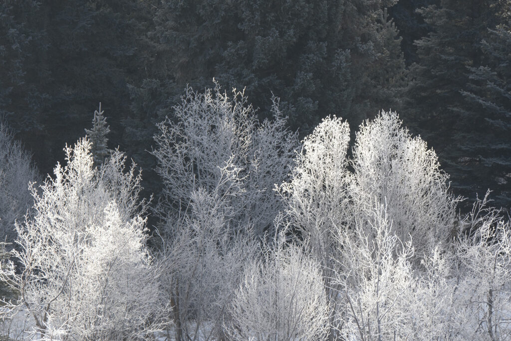 Sunlight illuminates the ice covered trees in Grand Teton National Park