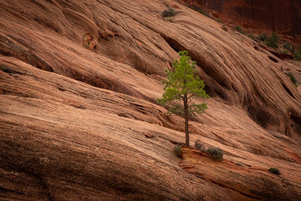 A lone tree in Canyon de Chelley