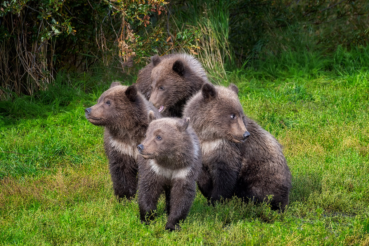 4 bear cubs at Brooks Camp in Katmai