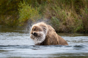 a grizzly bear shakes its head with a spray of water