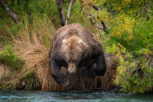 A grizzly bear leaps from a river bank to catch a salmon in Katmai national park