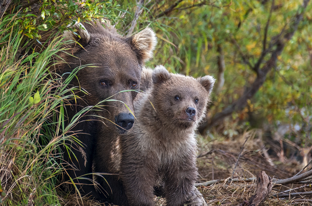 Mom peeking a mother bear and cub peak around grasses to watch us closely