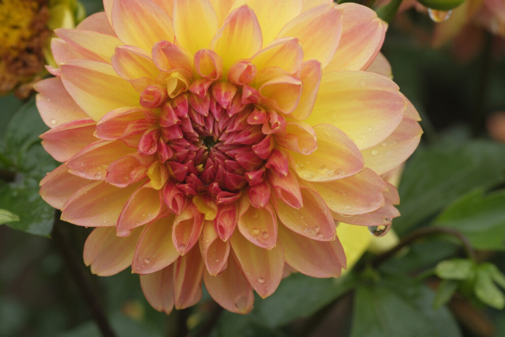 A dahlia flower with water droplets