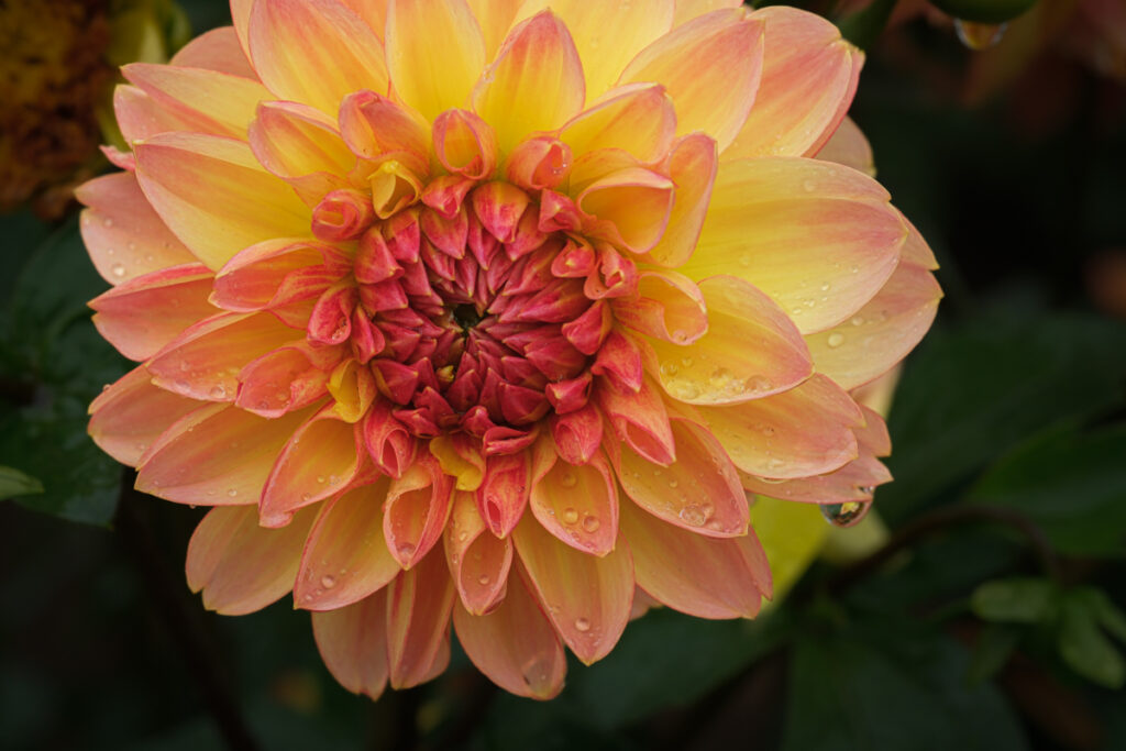 An edited image of a dahlia flower in Oregon