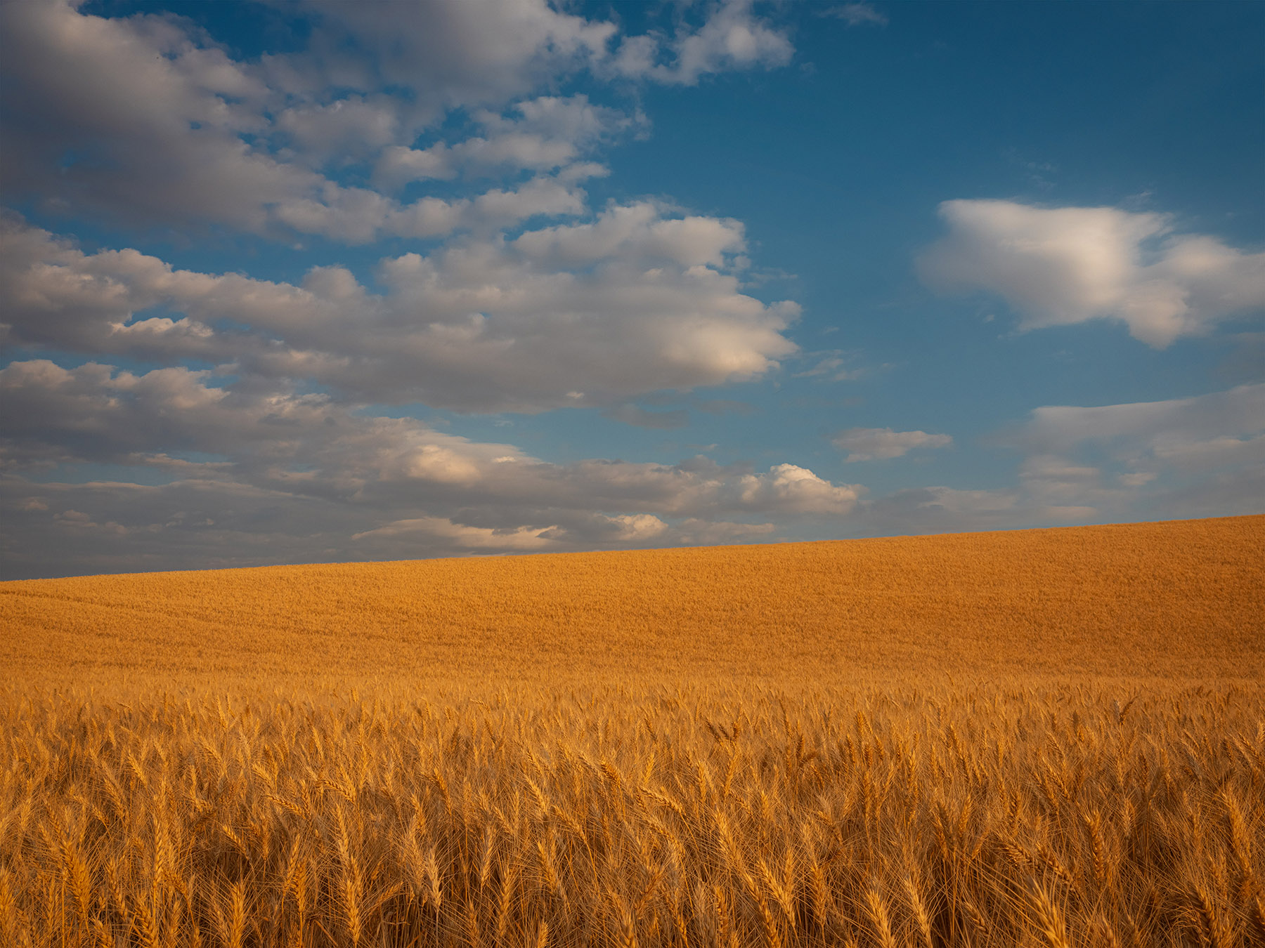 a wheat field and blue skies in Palouse
