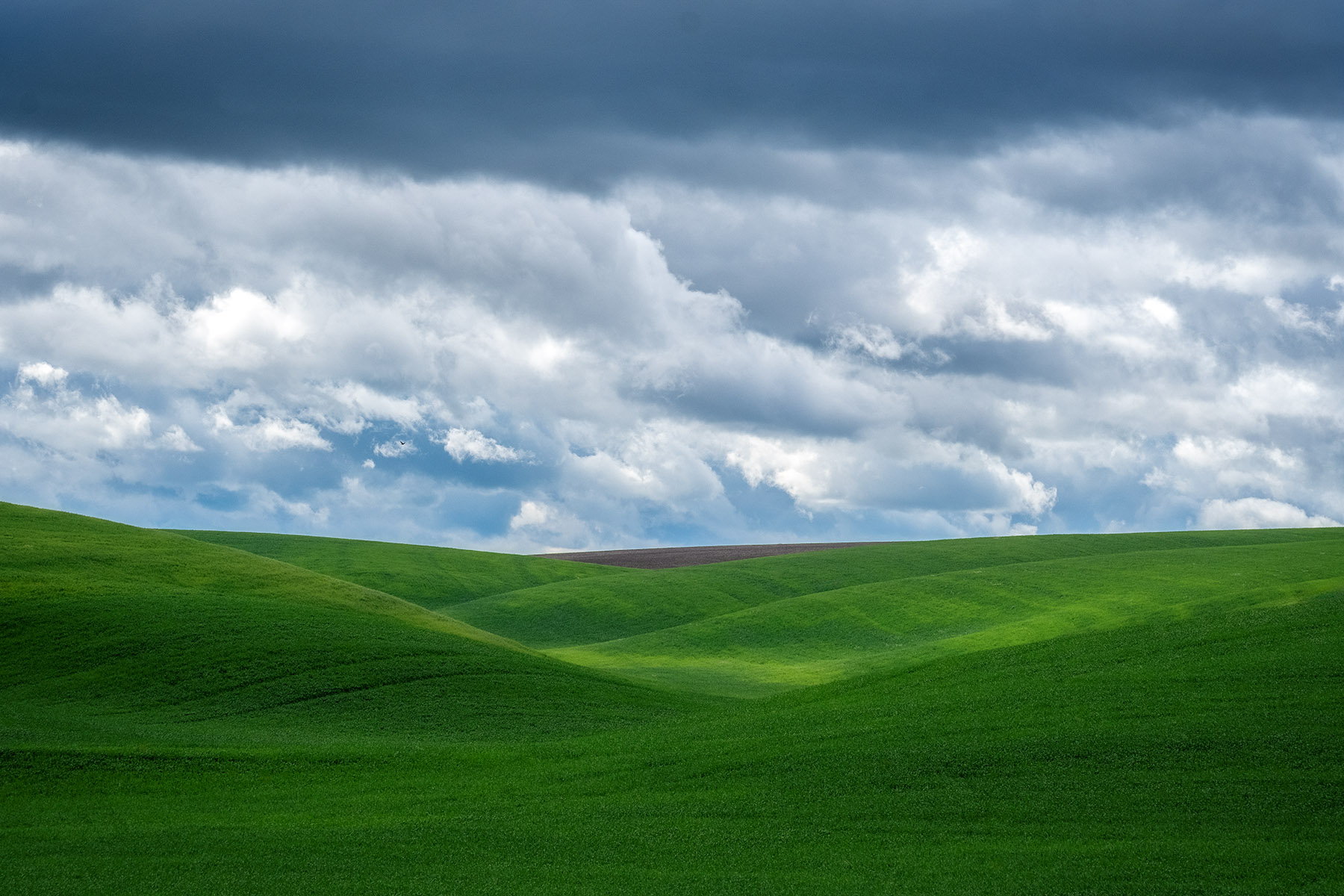 green wheat fields and cloudy skies in the Palouse area