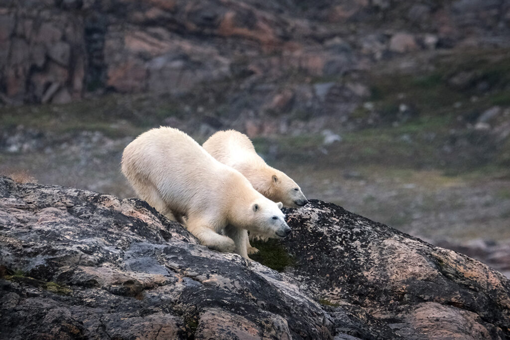 Two polar bears on the rocks in Greenland