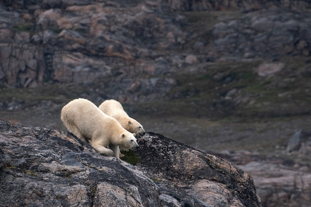 Polar bears in Greenland