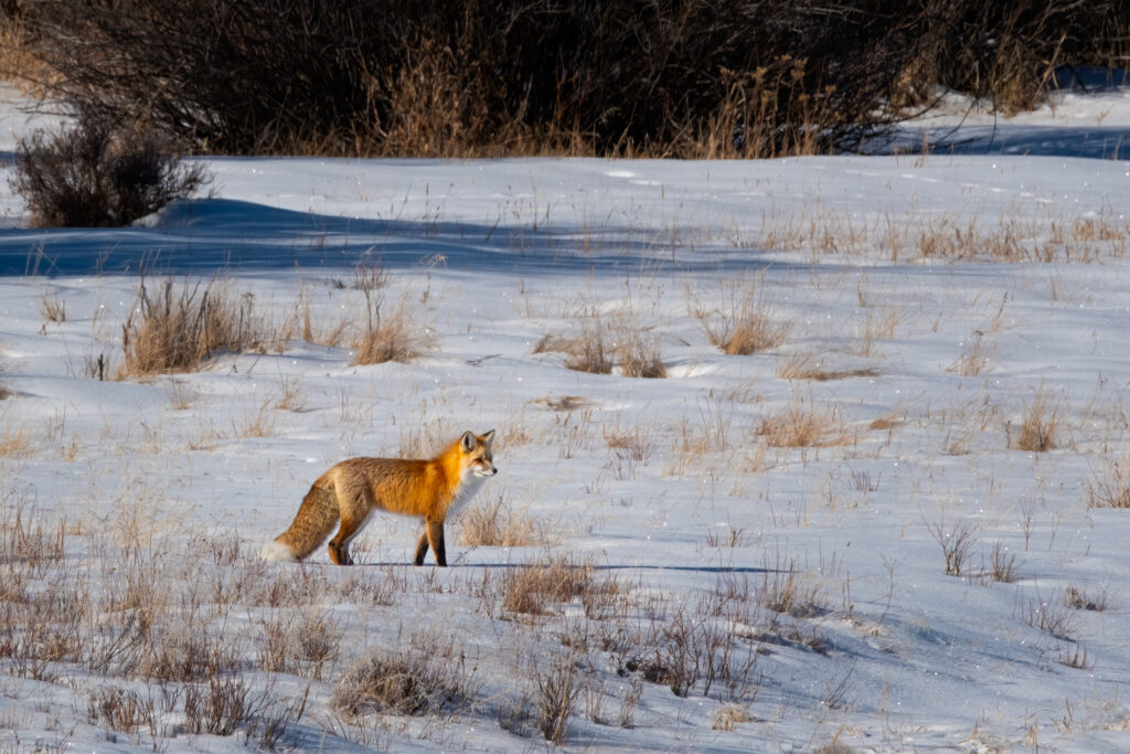 A red fox in the snow in Grand Teton National Park