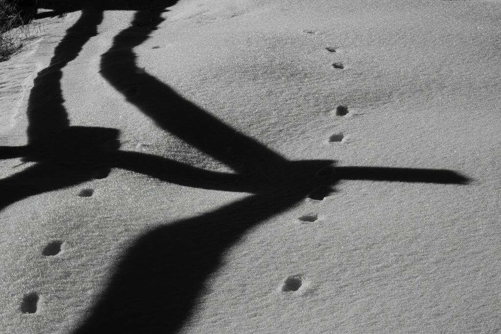 Shadow of a fence along with animal tracks in Grand Teton National Park