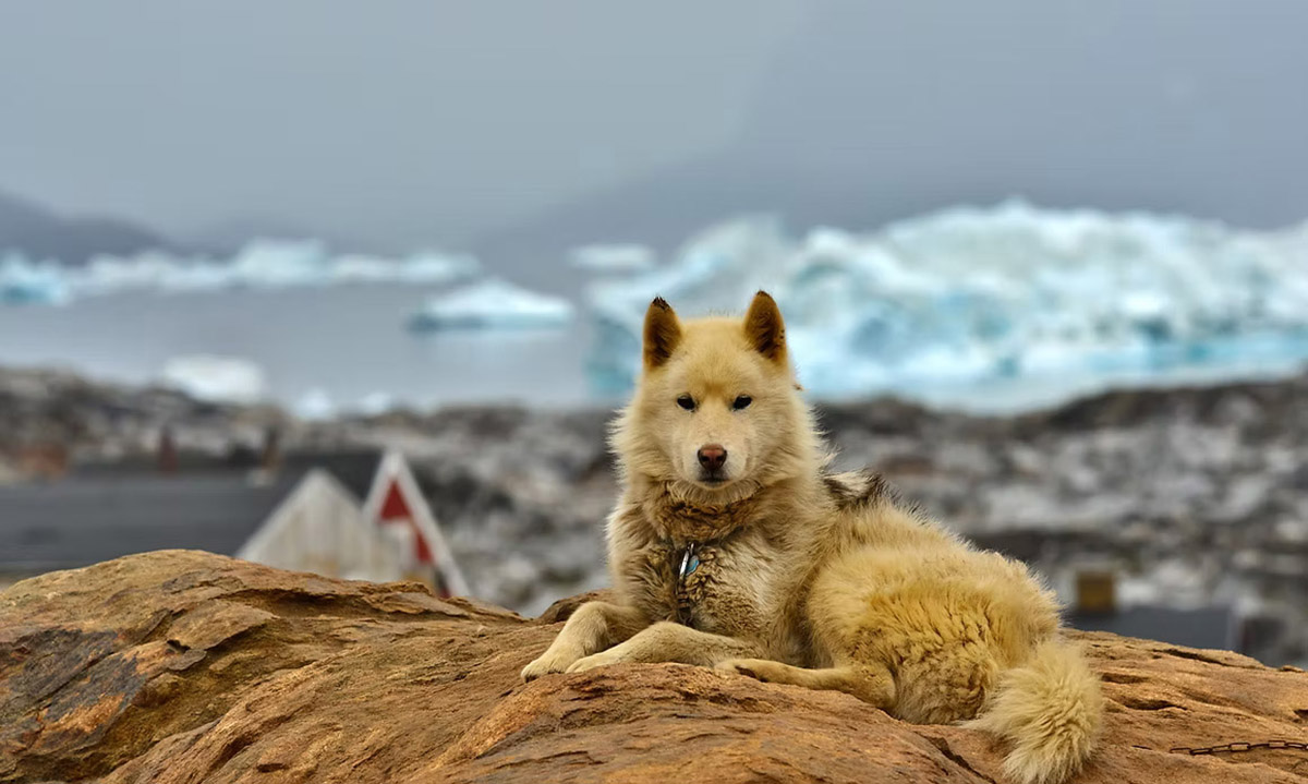 Husky