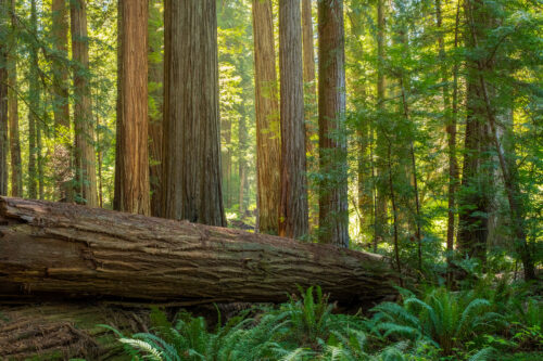 Giant redwood trees in Redwood National Park