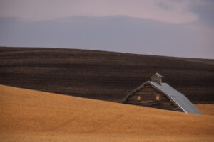 A barn and wheat fields in the Palouse during harvest time